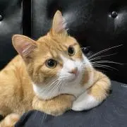 ねこねこの画像