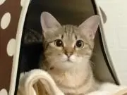 ミミの画像