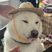 まろ吉の画像