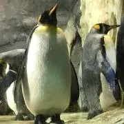 necoの画像