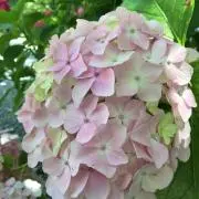 紫陽花の画像