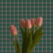 tulipの画像