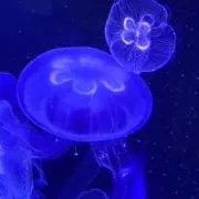 すすみ