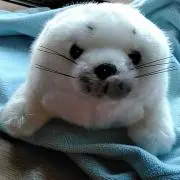 ごまちゃんの画像