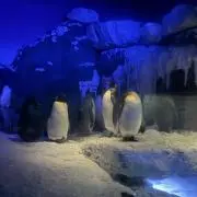 kの画像