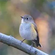まき