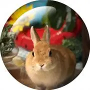 Image of コムギ