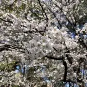 な