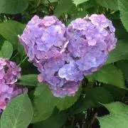 araichi(^ ^)の画像