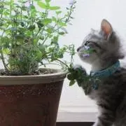 福ちゃんの画像
