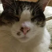 デミオースカイアクティブの画像
