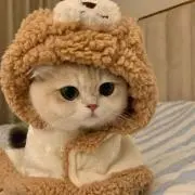 ねこの画像
