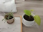 特価中　にんじんの画像