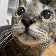 猫丸の画像