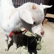 yagiの画像