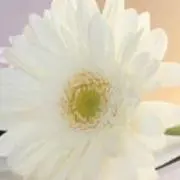 春の花の画像