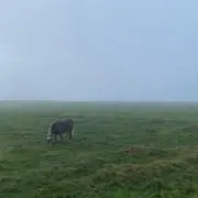 maaの画像