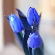 あやか 即購入可の画像