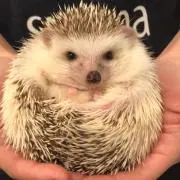 chi
