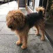 Zoezoe