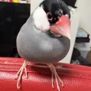 ひーさんの画像