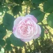 sio