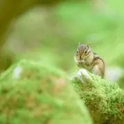なっかんの画像