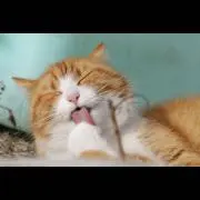 SALUの画像