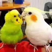 shupipiの画像