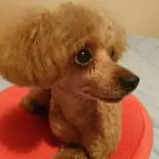 ももたん