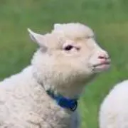 miの画像