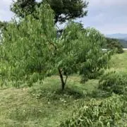 モモの画像
