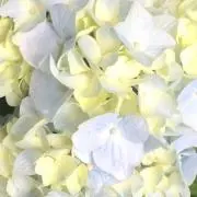 雪華
