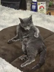 ポチの画像