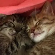 てぃあら