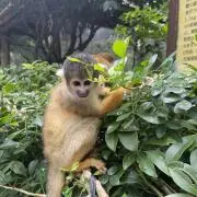 金色ピクミン