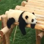 おもちの画像