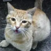 ケルベロス