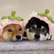 いちご( `  _  ^* )の画像