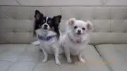 心音空