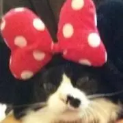 りったんの画像