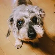 ハルカの画像
