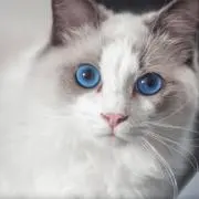 miiの画像
