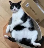 みみもん