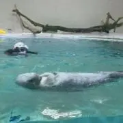 むつみの画像