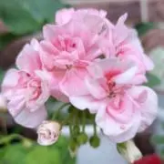 はっぴー♡人と環境に　優しい生活の画像
