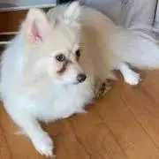 Asaの画像