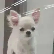 ワンコ飼ってません…。の画像