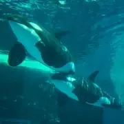 しゅうママ
