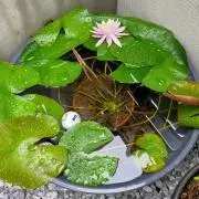 EBの画像